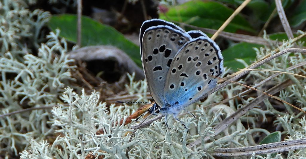 Modraszek arion (Phengaris arion)