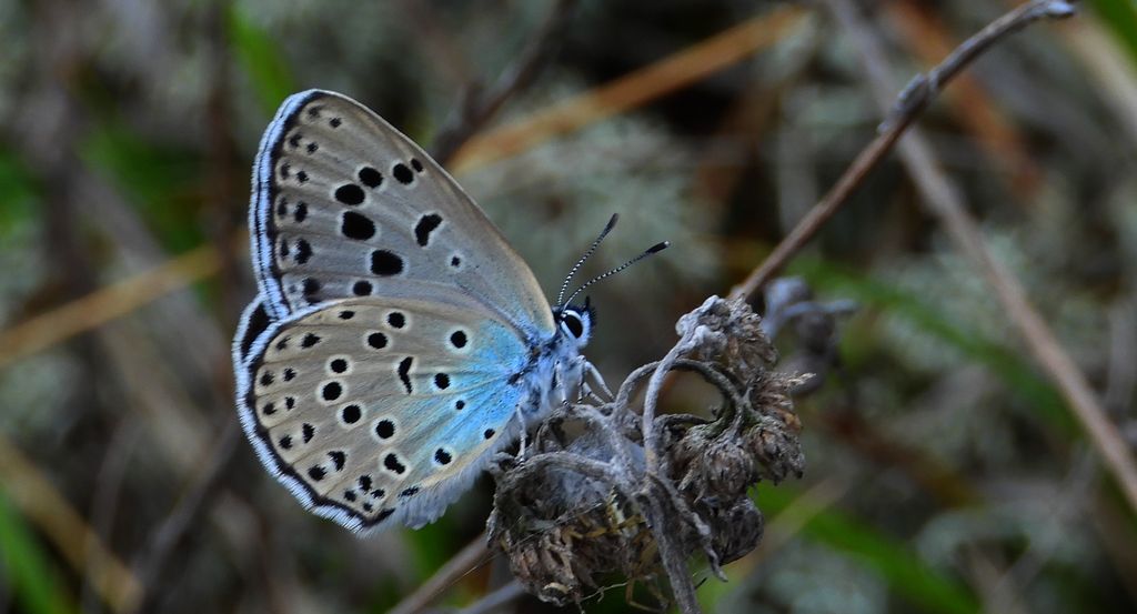 Modraszek arion (Phengaris arion)