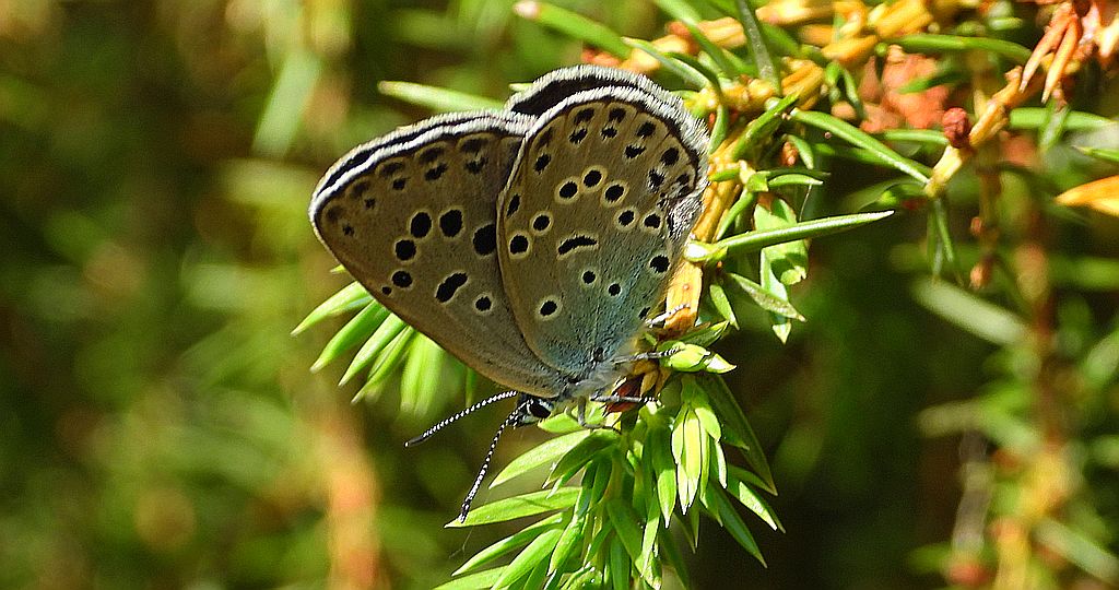 Modraszek arion (Phengaris arion)