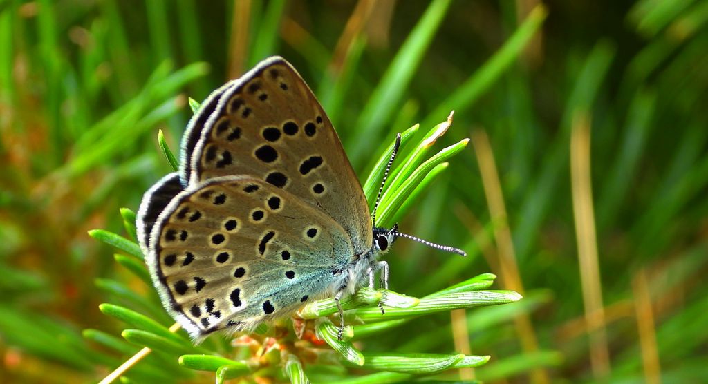 Modraszek arion (Phengaris arion)