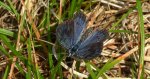 Modraszek arion (Phengaris arion)