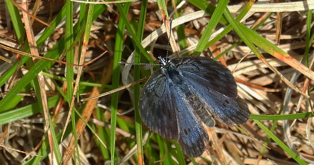 Modraszek arion (Phengaris arion)