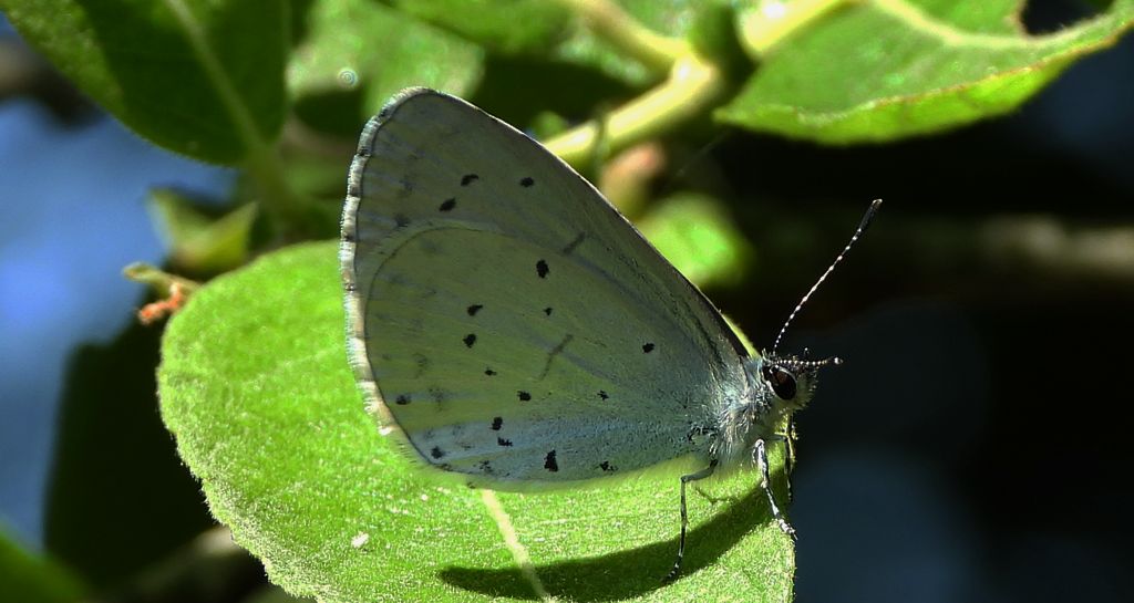 Modraszek wieszczek (Celastrina argiolus)