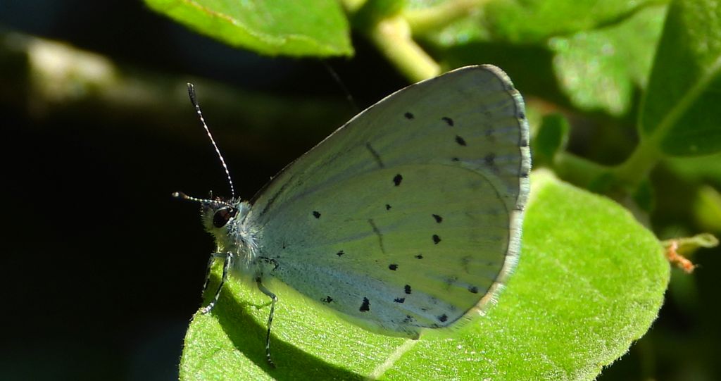 Modraszek wieszczek (Celastrina argiolus)