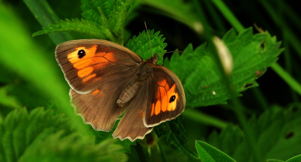 Przestrojnik jurtina (Maniola jurtina)