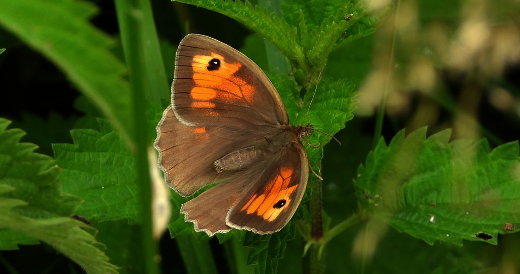 Przestrojnik jurtina (Maniola jurtina)