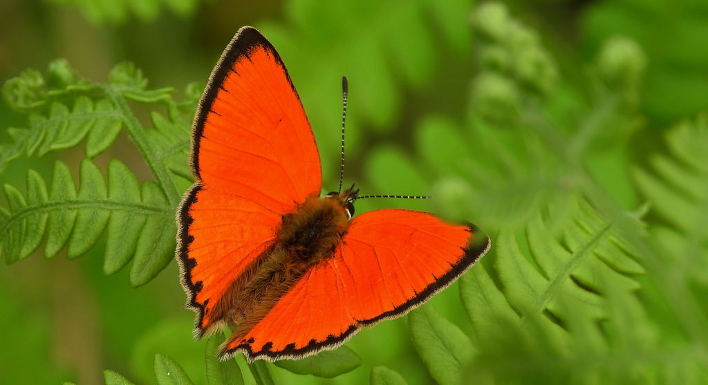 Czerwończyk dukacik (Lycaena virgaureae)
