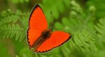 Czerwończyk dukacik (Lycaena virgaureae)