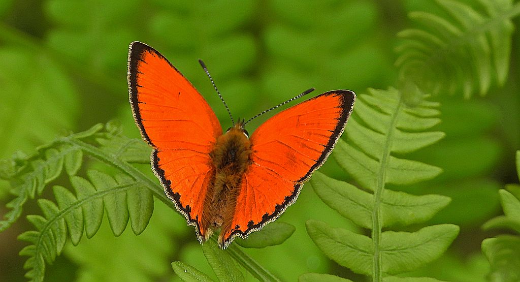 Czerwończyk dukacik (Lycaena virgaureae)