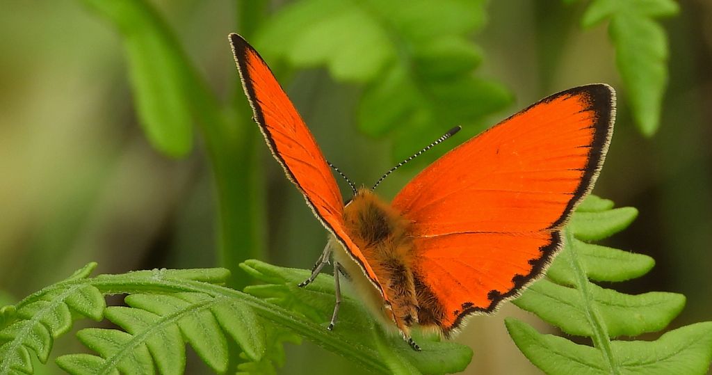 Czerwończyk dukacik (Lycaena virgaureae)