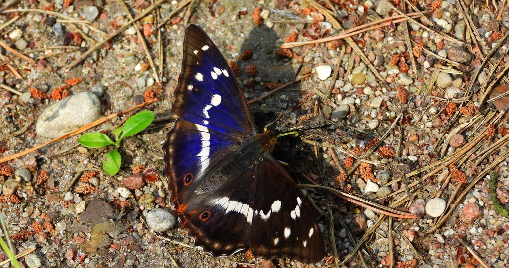 Mieniak tęczowiec (Apatura iris)