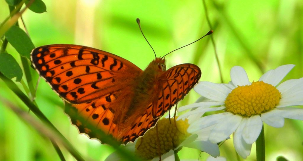 Dostojka aglaja, perłowiec aglaja, (Argynnis aglaja)