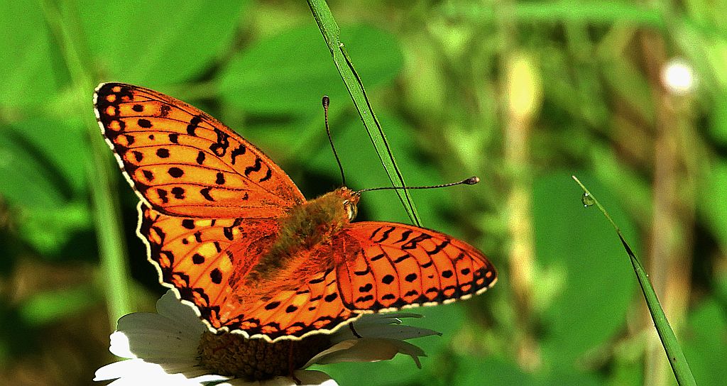 Dostojka aglaja, perłowiec aglaja, (Argynnis aglaja)