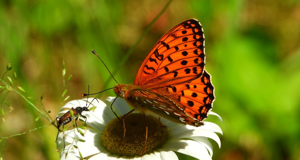 Dostojka aglaja, perłowiec aglaja, (Argynnis aglaja)
