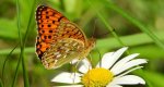 Dostojka aglaja, perłowiec aglaja, (Argynnis aglaja)