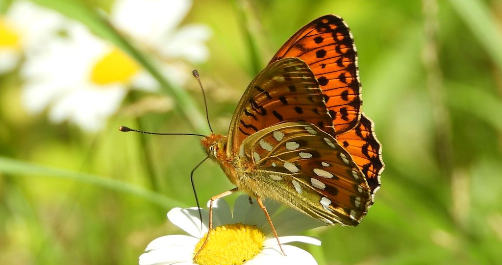 Dostojka aglaja, perłowiec aglaja, (Argynnis aglaja)