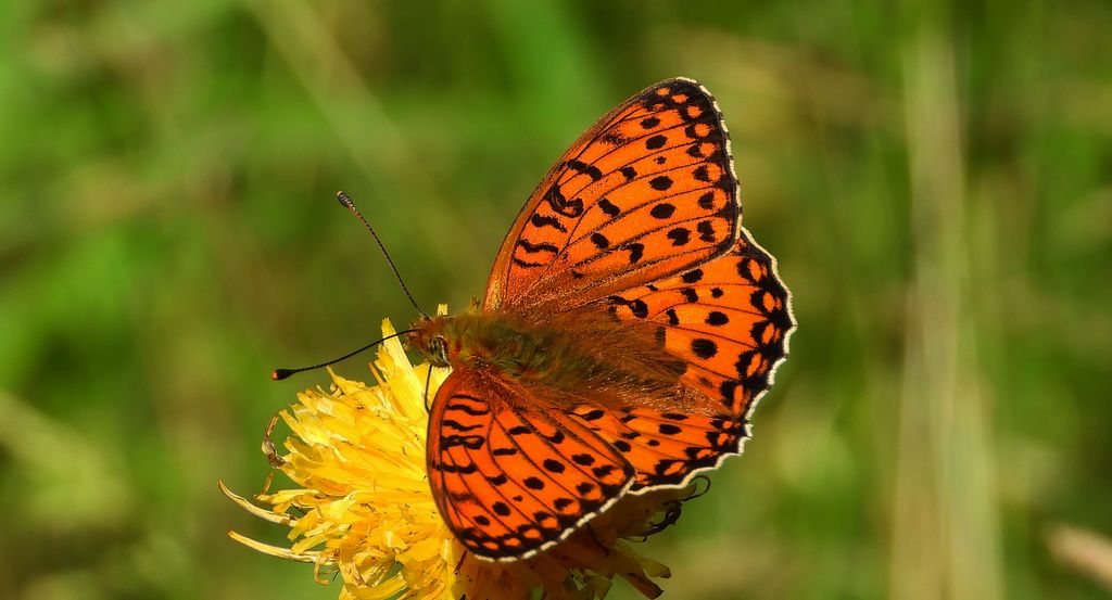Dostojka aglaja, perłowiec aglaja, (Argynnis aglaja)