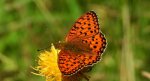 Dostojka aglaja, perłowiec aglaja, (Argynnis aglaja)