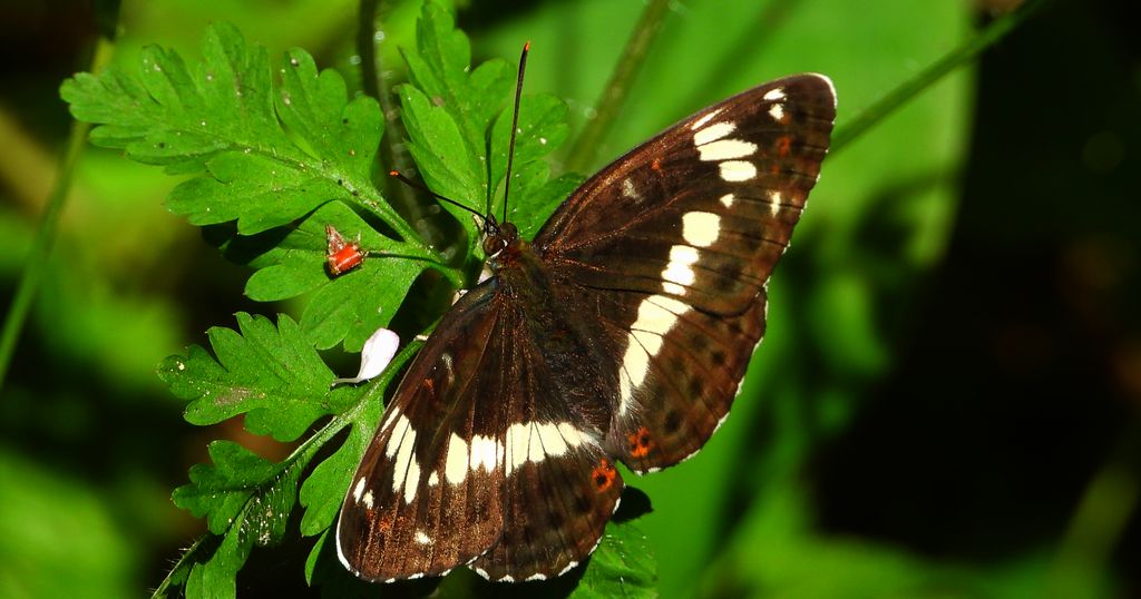 Pokłonnik kamilla, pokłonnik wróż (Limenitis camilla)