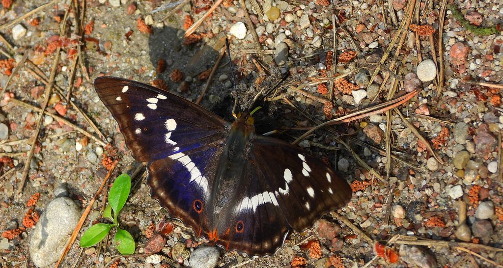 Mieniak tęczowiec (Apatura iris)
