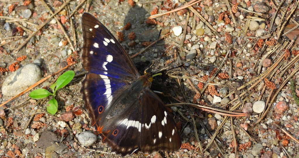 Mieniak tęczowiec (Apatura iris)