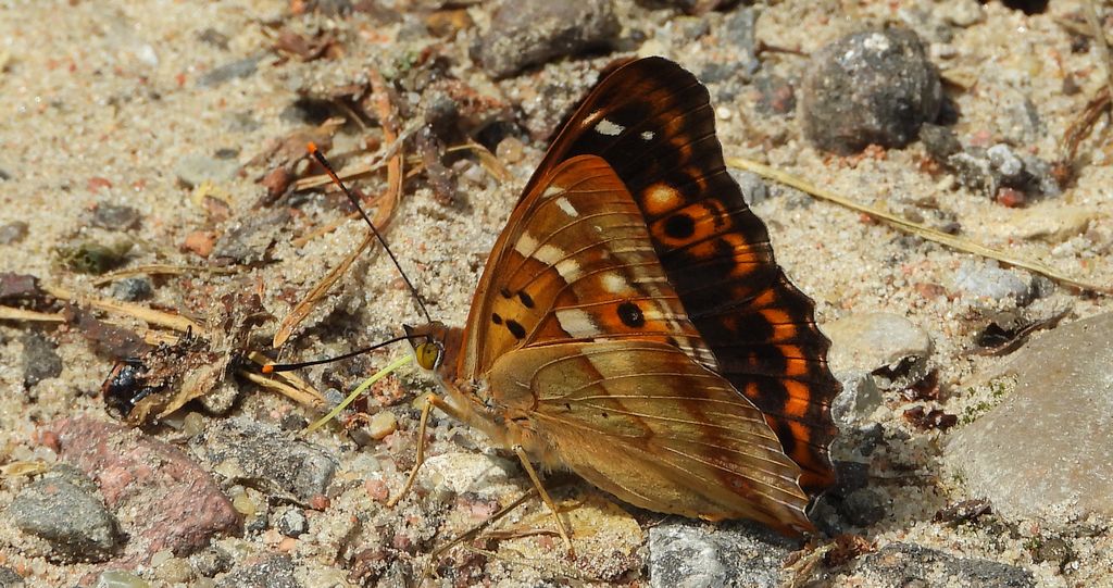 Mieniak strużnik (Apatura ilia)