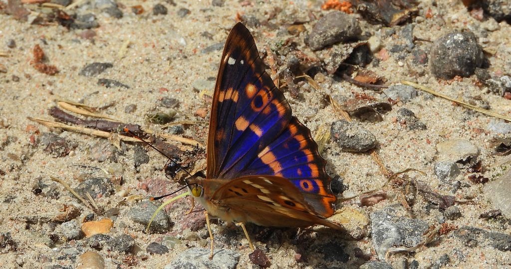 Mieniak strużnik (Apatura ilia)