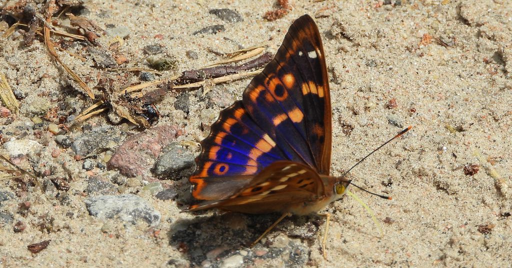 Mieniak strużnik (Apatura ilia)