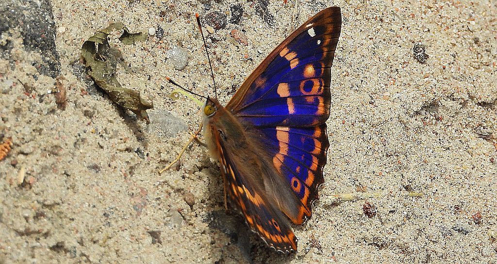 Mieniak strużnik (Apatura ilia)