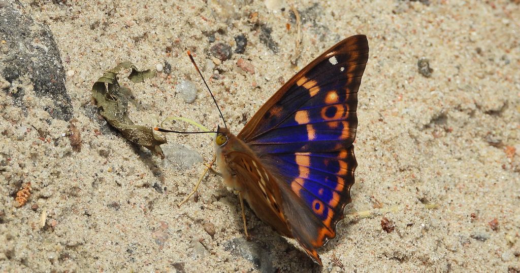 Mieniak strużnik (Apatura ilia)