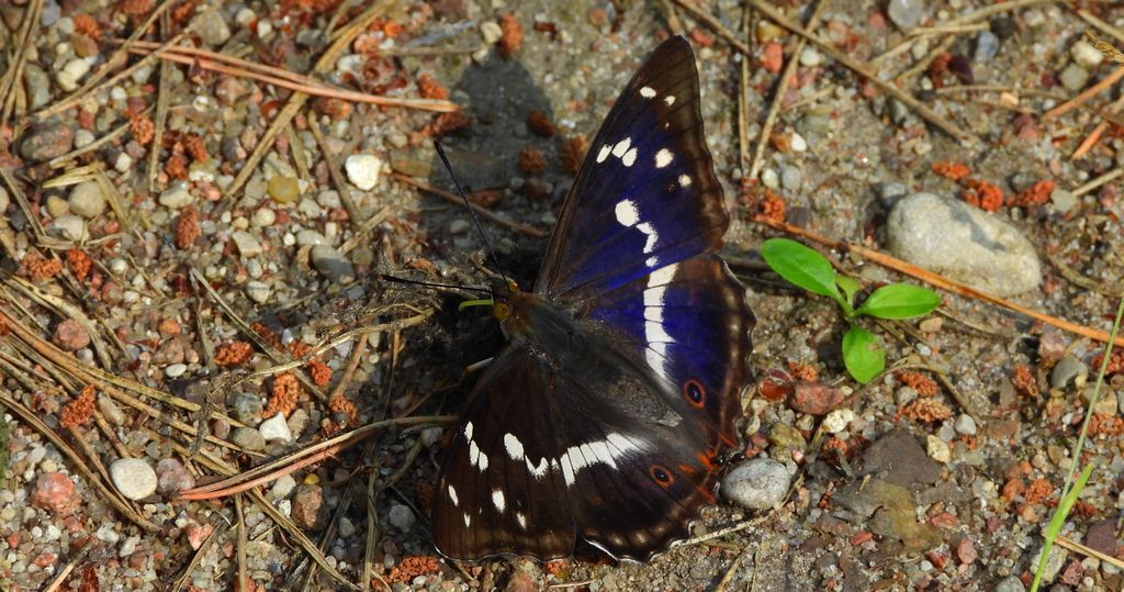 Mieniak tęczowiec (Apatura iris)
