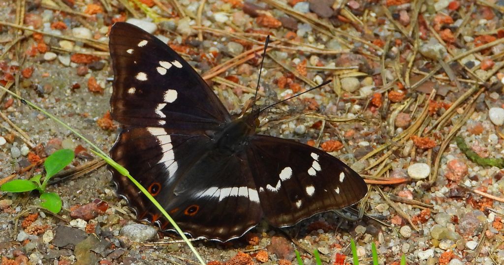 Mieniak tęczowiec (Apatura iris)