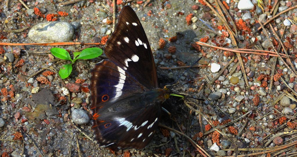 Mieniak tęczowiec (Apatura iris)