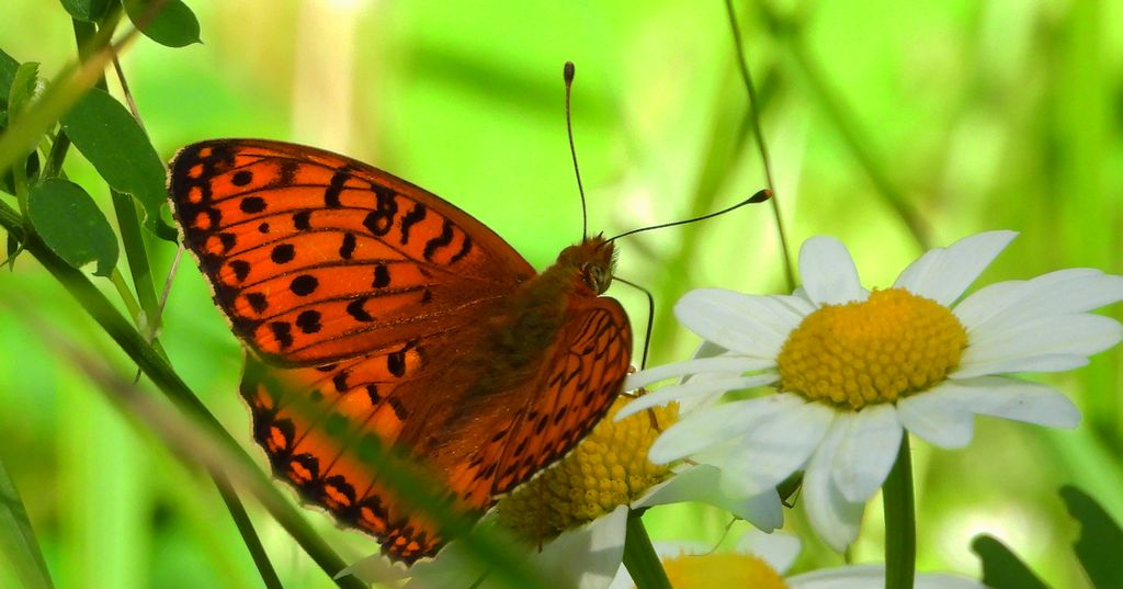 Dostojka aglaja, perłowiec aglaja, (Argynnis aglaja)