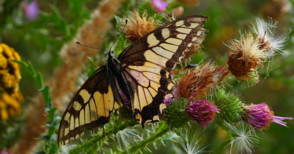 Paź królowej (Papilio machaon)