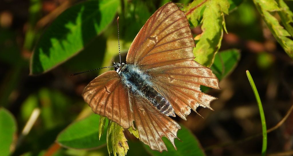 Modraszek korydon (Polyommatus coridon)