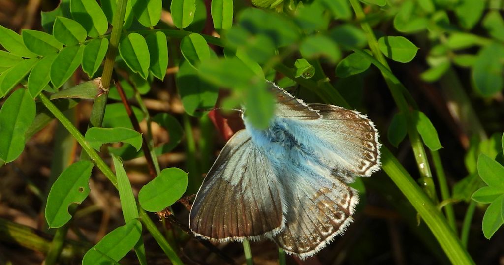 Modraszek korydon (Polyommatus coridon)
