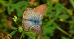 Modraszek korydon (Polyommatus coridon)