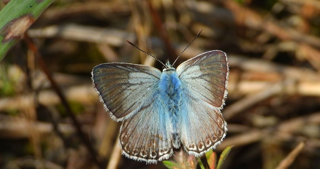 Modraszek korydon (Polyommatus coridon)