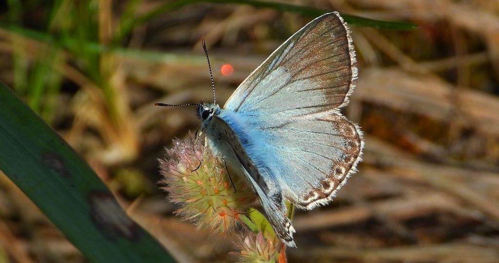 Modraszek korydon (Polyommatus coridon)
