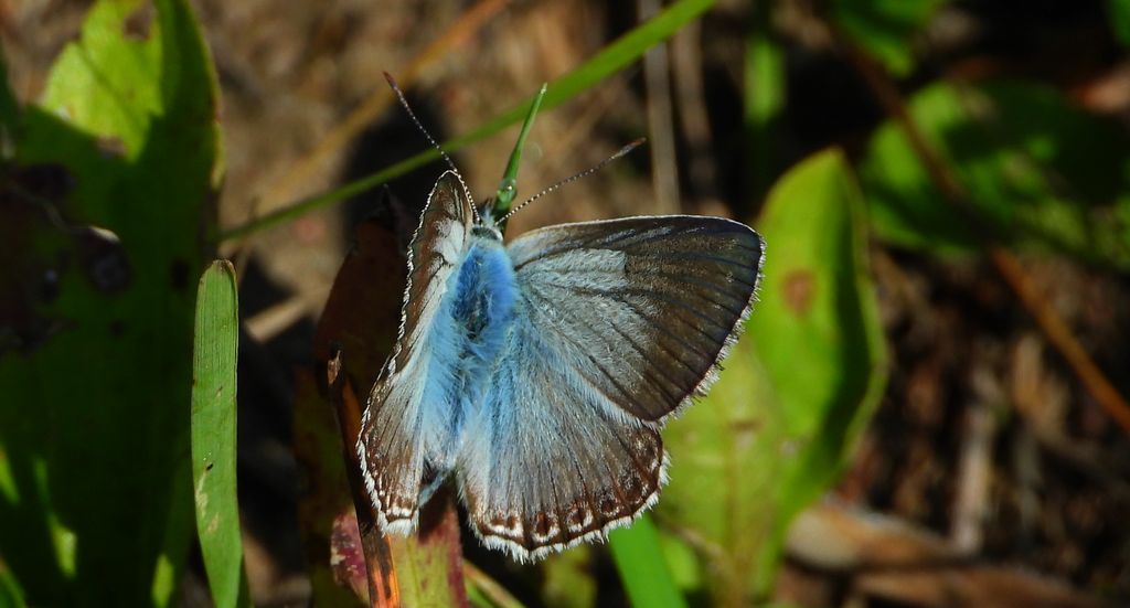 Modraszek korydon (Polyommatus coridon)