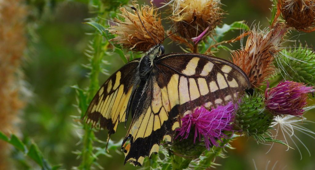 Paź królowej (Papilio machaon)