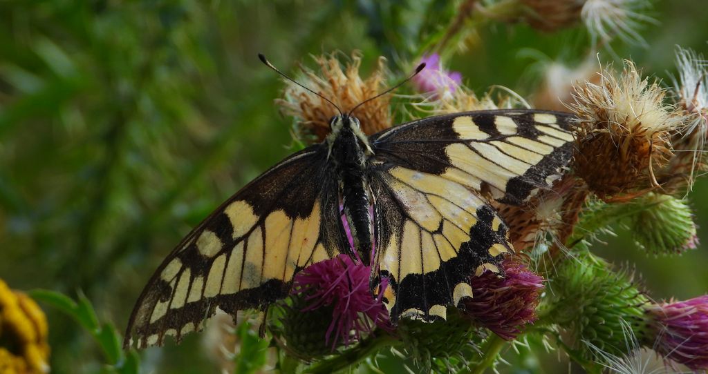 Paź królowej (Papilio machaon)
