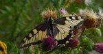 Paź królowej (Papilio machaon)