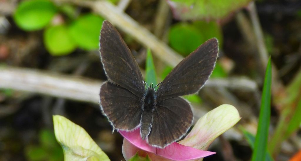 Modraszek argiades (Cupido argiades)