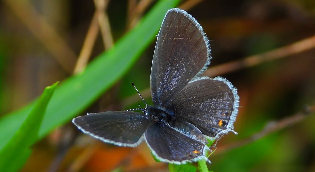 Modraszek argiades (Cupido argiades)