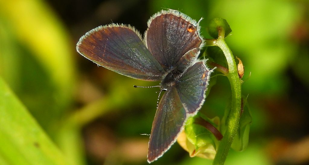 Modraszek argiades (Cupido argiades)