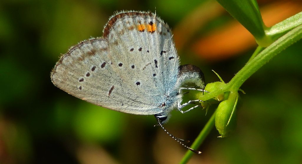 Modraszek argiades (Cupido argiades)