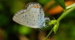 Modraszek argiades (Cupido argiades)