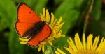 Czerwończyk nieparek, czerwończyk większy (Lycaena dispar)